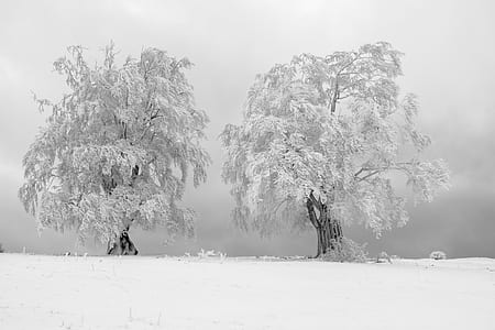 two tree covered with snow high-saturated photography thumbnail