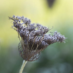 selective focus photography of brown petaled flower thumbnail