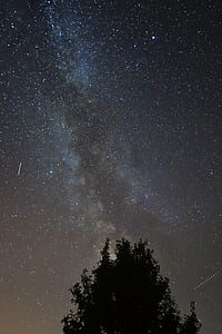 tree during nighttime thumbnail