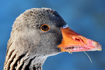 selective focus photography of orange beaked bird dried leaf thumbnail