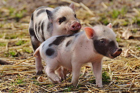 two white-and-black piglets thumbnail