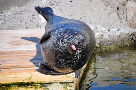 photo of black sea lion on brown wooden dock thumbnail