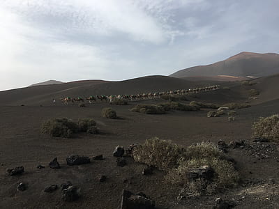 camel walking on desert during daytime thumbnail