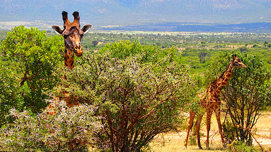 giraffes eating leaves thumbnail