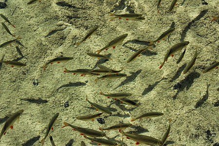 school of fish on water thumbnail