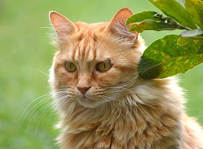 orange tabby kitten thumbnail
