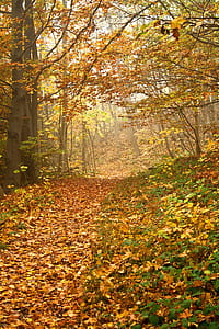 dried leaves on ground thumbnail