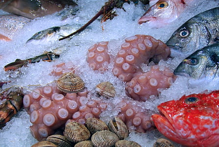 variety of sea creatures on ice thumbnail