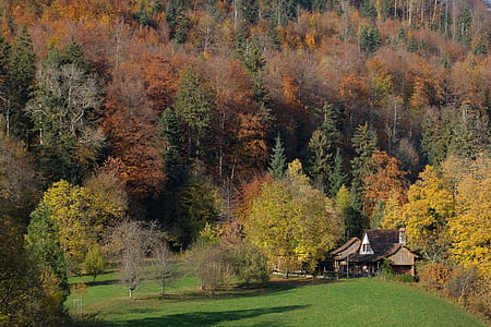 house surrounded by trees thumbnail