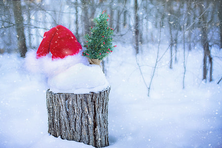 Santa hat on top of gray tree trunk thumbnail