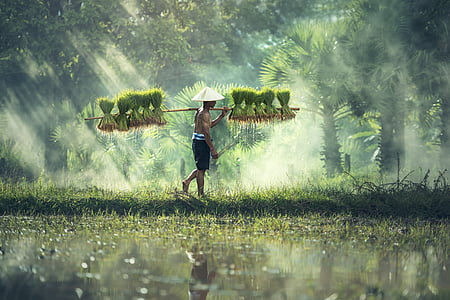 man carrying green plants during daytime thumbnail