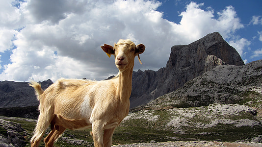 brown goat near mountain during nighttime thumbnail