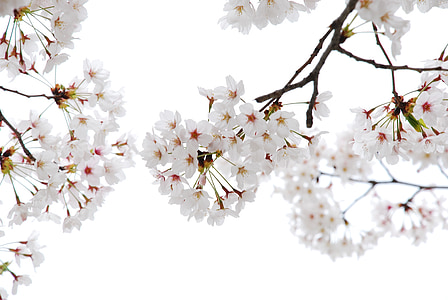 white cherry blossoms in bloom thumbnail