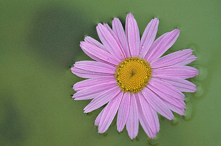 shallow focus photography of pink flower thumbnail