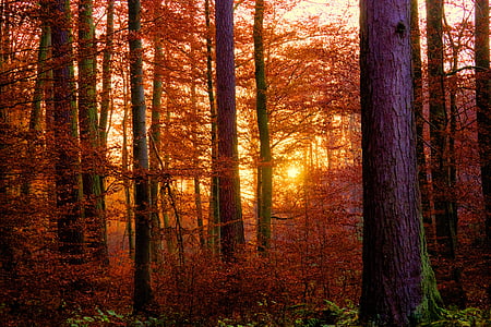 sun striking through bare trees thumbnail