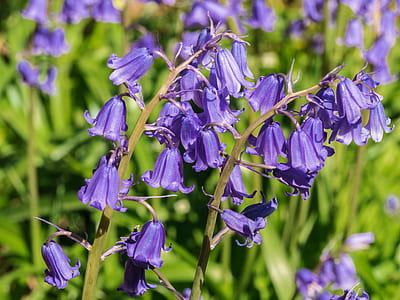 purple petaled flower field thumbnail