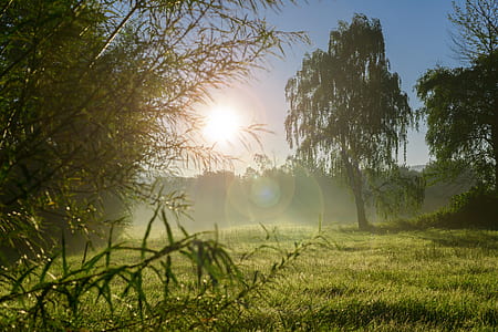green trees thumbnail
