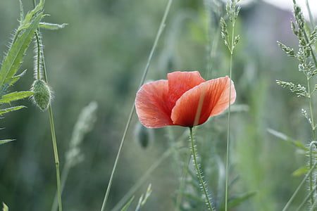 orange poppy flower during daytime thumbnail