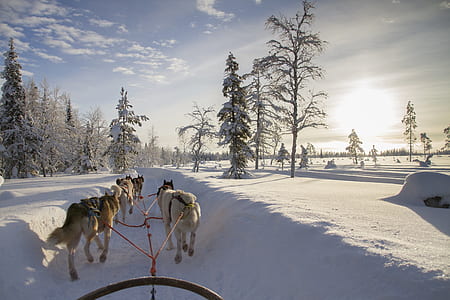 pack of wolves on snowfield during daytime thumbnail