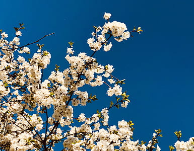 White Flowered Trees thumbnail