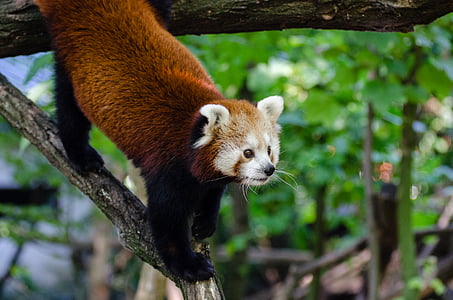 red panda thumbnail