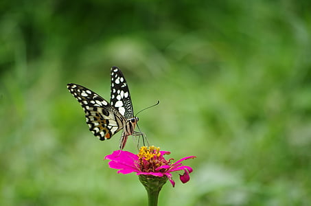 focus photography of white and black butterfly perched on pink flower thumbnail
