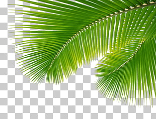 Arecaceae Leaf Palm branch, Palm Leaf, Leaves , green leaves PNG clipart