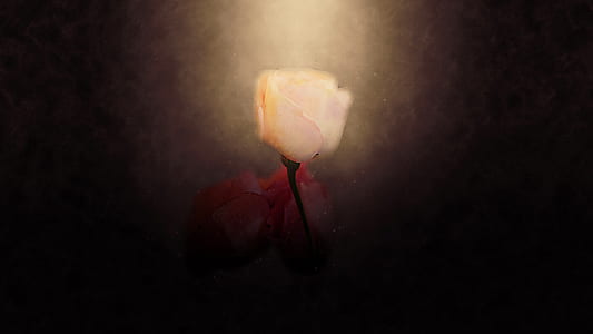 pink rose painting thumbnail