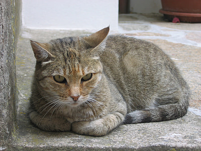 Cat, Pet thumbnail