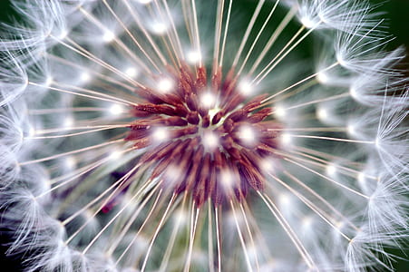 white and red dandelion thumbnail