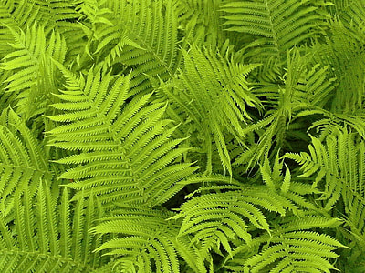 green plant during daytime thumbnail