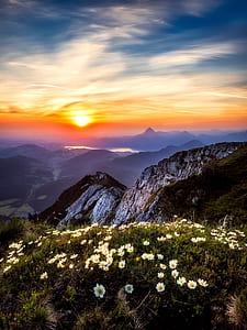 white daisy flower field on mountain overlooking sunset thumbnail