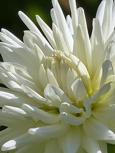 white petaled flower thumbnail