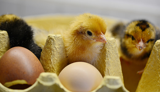 three chicks beside eggs thumbnail