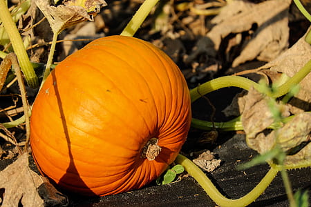 orange squash thumbnail