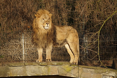 lion beside gray fence thumbnail