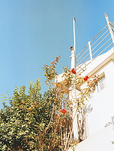 Green-leafed Plant Beside White Concrete House thumbnail