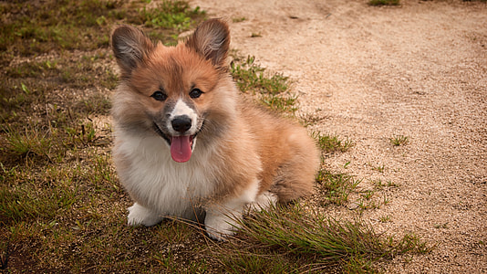 tan and white Pembroke Welsh corgi puppy sitting on ground thumbnail
