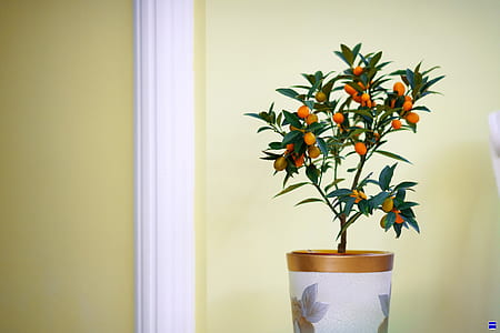 orange fruit on plant in pot thumbnail