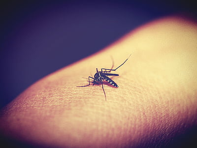 tiger mosquito on human skin thumbnail