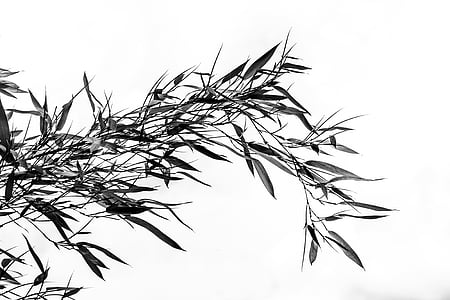 bamboo leaves thumbnail