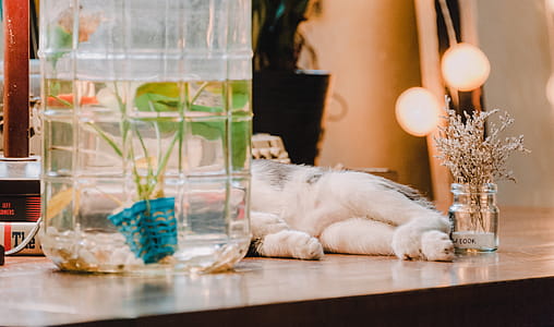 Cat Lying on Table thumbnail