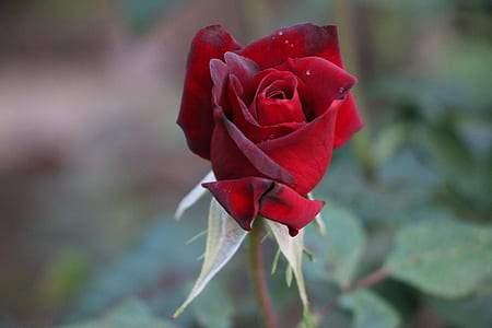 shallow focus photography of red rose during daytime thumbnail
