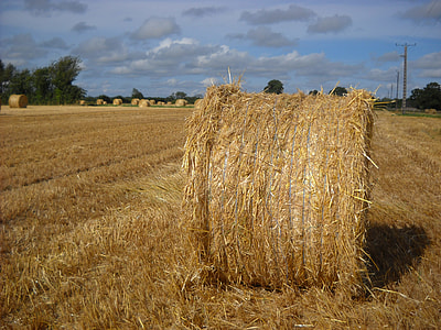 Harvest, Cereals thumbnail
