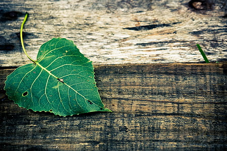 green leafed plant thumbnail