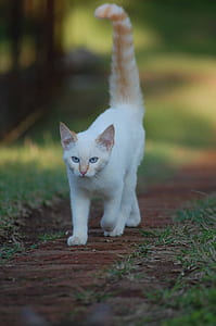 white cat walking beside grasses thumbnail