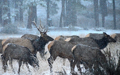 deer on forest thumbnail