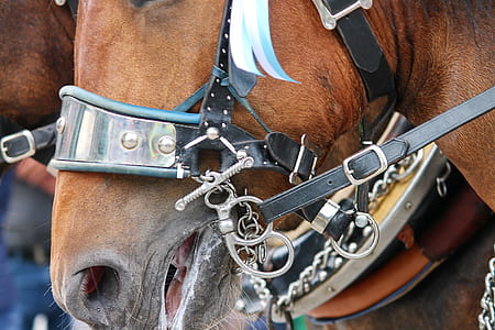 brown horse thumbnail
