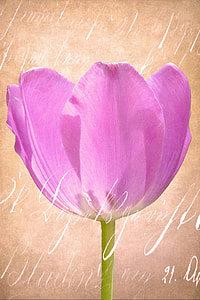 pink rose painting thumbnail
