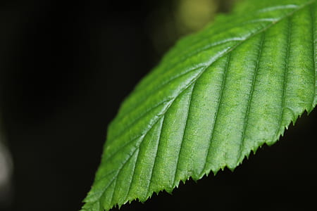 Green Leaf thumbnail